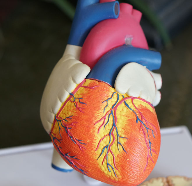 Plastic model of a human heart, Cardiovascular Disease Treatment in Montana